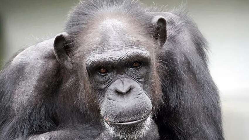 В Японії померла "найрозумніша" шимпанзе: що вона вміла та чим здивувала вчених В Японії померла "найрозумніша" шимпанзе: що вона вміла та чим здивувала вчених