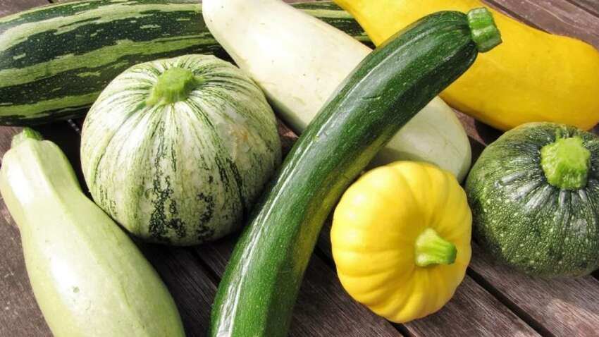 Кабачки можуть бути смертельно отруйними: як розпізнати небезпечні плоди