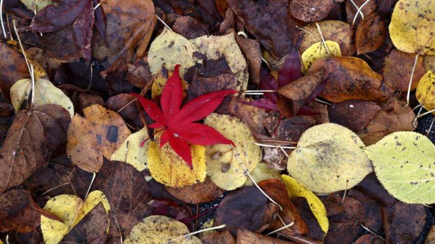 Праздник архистратига Михаила: главный запрет сегодняшнего дня Праздник архистратига Михаила: главный запрет сегодняшнего дня