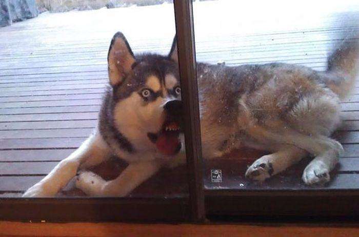 Порція позитиву: фото найбільш нефотогенічних тварин Порція позитиву: фото найбільш нефотогенічних тварин