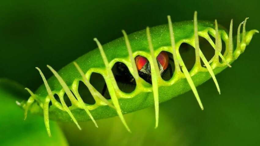 Які рослини притягують небезпечних комах у сад: список культур, які можуть приваблювати ос, шершнів та інших шкідників Які рослини притягують небезпечних комах у сад: список культур, які можуть приваблювати ос, шершнів та інших шкідників