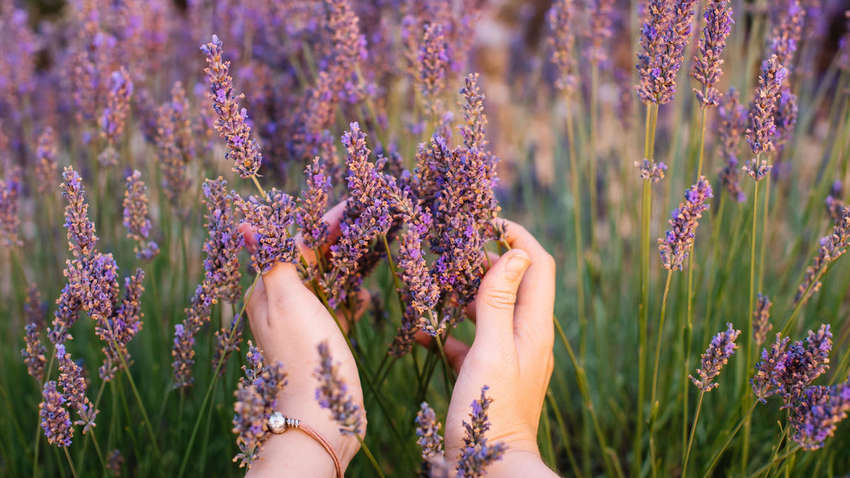 Лаванда - найнебезпечніша натуральна віддушка Лаванда - найнебезпечніша натуральна віддушка