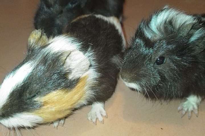 Не все животные погибли: из затопленного зоопарка в Новой Каховке удалось спасти некоторых жителей