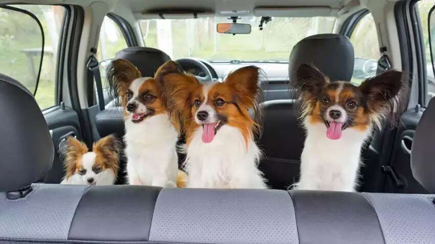 Как ездить теперь в такси и общественном транспорте с домашними животными – документ Как ездить теперь в такси и общественном транспорте с домашними животными – документ