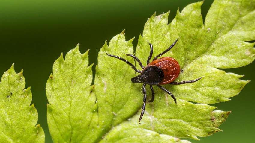 Укуси кліщів: чим небезпечні і чи можна від них померти Укуси кліщів: чим небезпечні і чи можна від них померти