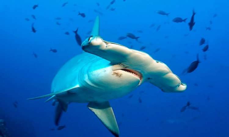 Женщина поймала гигантского монстра на удочку с крыши автомобиля (ФОТО)