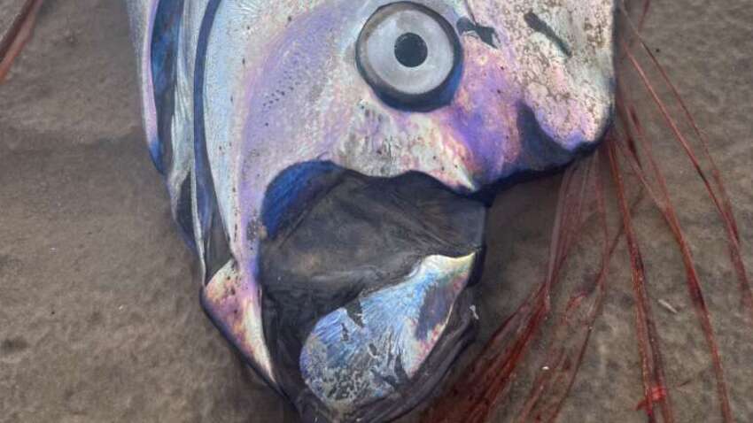 На пляжі у Мексиці викинуло дві зловісні "риби судного дня" (ФОТО, ВІДЕО)