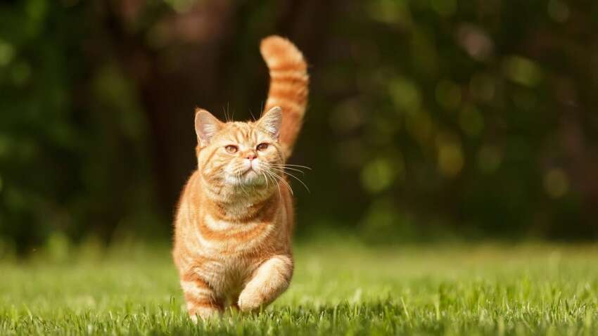 Про що в дійсності думають коти: експерти вразили шокуючим відкриттям Про що в дійсності думають коти: експерти вразили шокуючим відкриттям