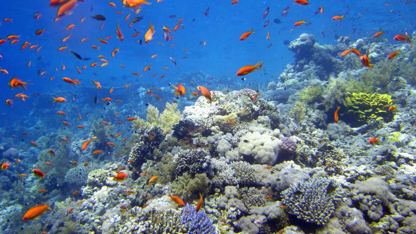 Наслідки пандемії: дайвери жахнулися станом рифа на Філіппінах (ВІДЕО) Наслідки пандемії: дайвери жахнулися станом рифа на Філіппінах (ВІДЕО)