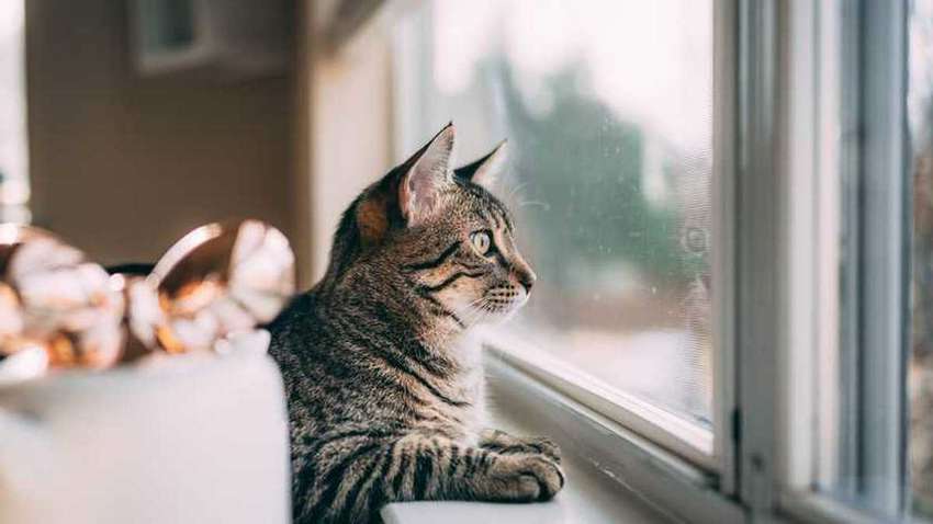 Облачно и без осадков: какой будет погода в Украине 16 января