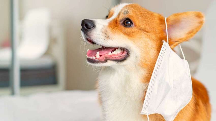 Во Франции собак научили выявлять болеющих коронавирусом