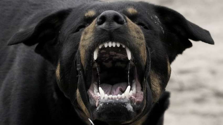 Под Киевом ротвейлер насмерть загрыз человека: в убийстве винят хозяйку