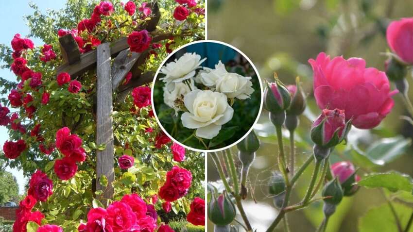 Неймовірний секрет пишного цвітіння: як насправді потрібно обрізати троянди після зими