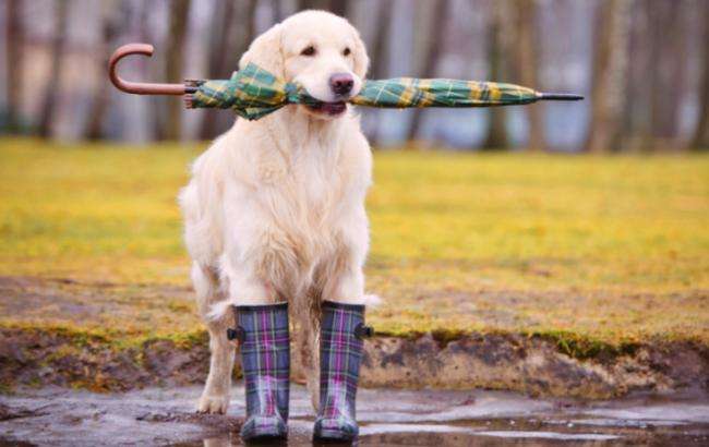 Хмарність, опади в центральній і східній частині країни: прогноз погоди в Україні на середу, 25 листопада