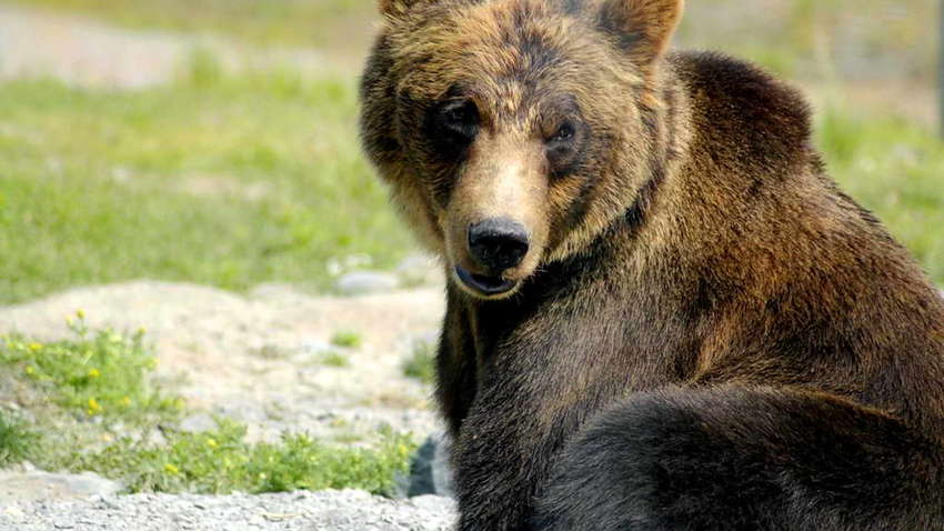 Ведмідь відірвав двері у дорогого Lamborghini, що належить арабському шейху (ВІДЕО)