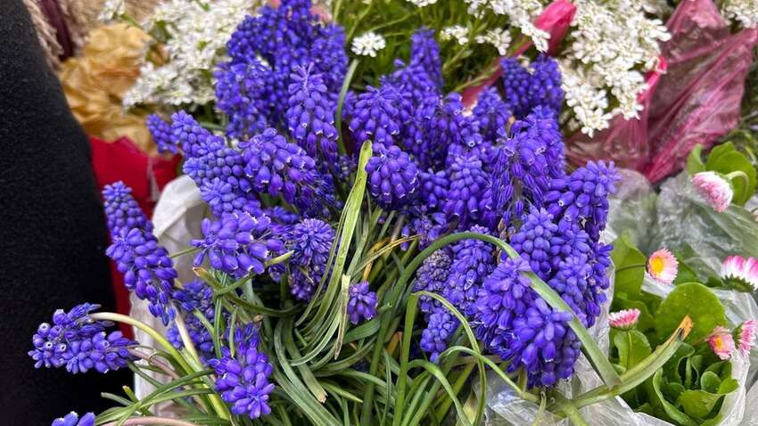 Ці квіти найкраще підходять для висадки на цвинтарі: корисні поради 