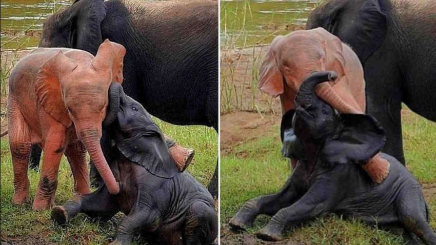 В Африці народилось рідкісне рожеве слоненя (ФОТО) В Африці народилось рідкісне рожеве слоненя (ФОТО)