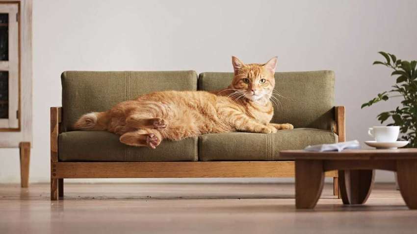 У Японії створили міні-меблі для котів