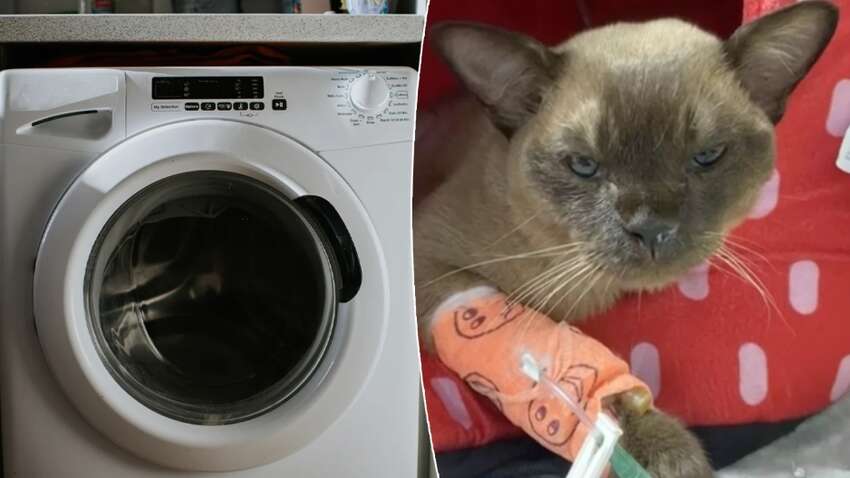 Женщина постирала своего кота в стиральной машинке: что с ним произошло