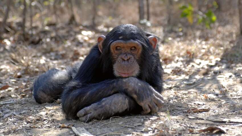 Ученые обнаружили неожиданное поведение у ближайших родственников человека Ученые обнаружили неожиданное поведение у ближайших родственников человека