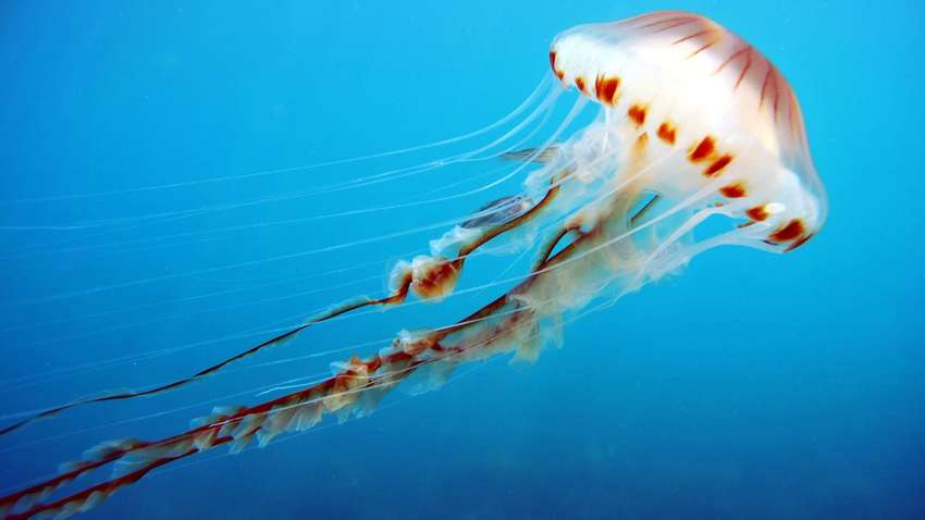 Дроны помогут находить смертельно опасных медуз Дроны помогут находить смертельно опасных медуз