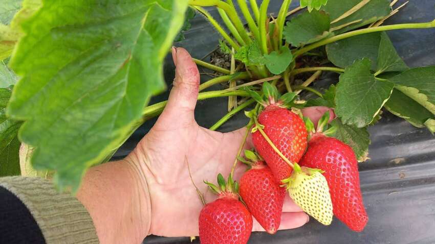 Ягоди будуть як на плантації: чим підгодувати полуницю навесні, щоб збирати врожай відрами