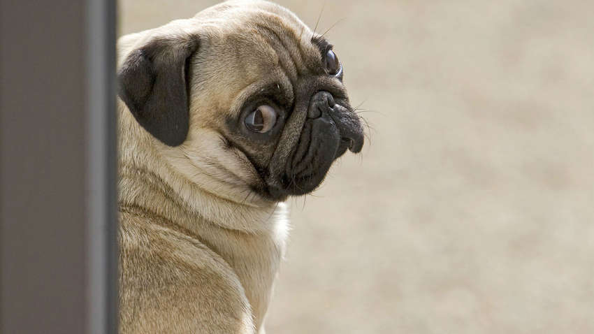 Людина здатна змінити форму собачого мозку за допомогою маніпуляцій 