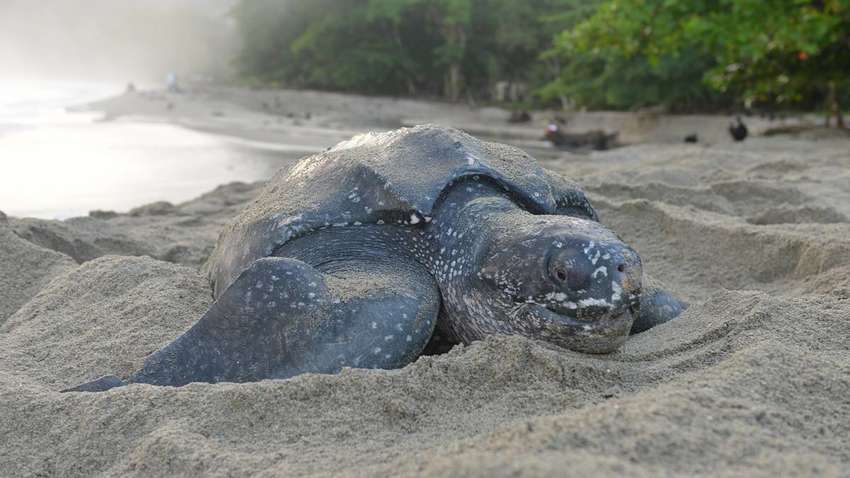 Рідкісні черепахи облюбували спорожнілі пляжі Таїланду 