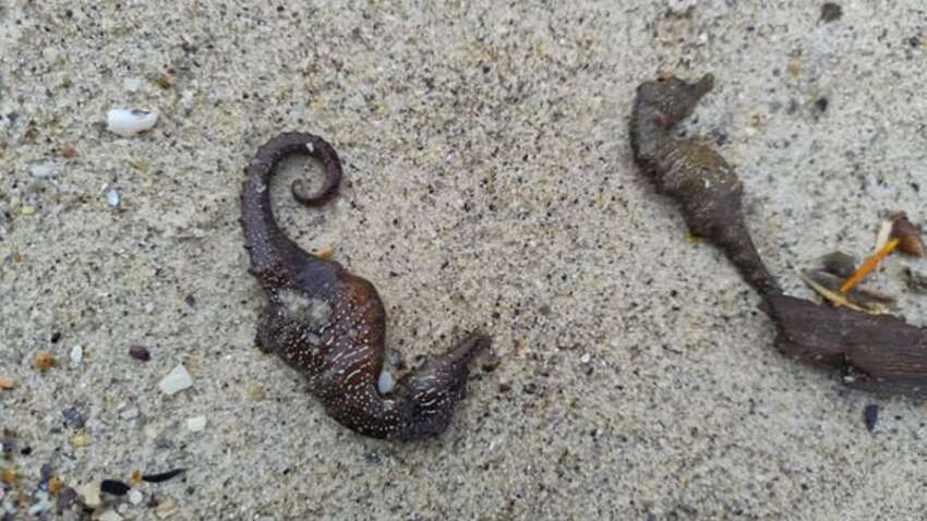 Побережье Черного моря покрылось мертвыми морскими лошадками: в Одессе зафиксировали массовый выброс редких существ