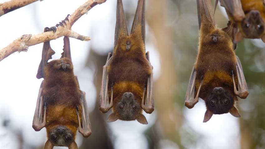 В Китае у летучих мышей выявили новые виды коронавируса, которые передаются людям В Китае у летучих мышей выявили новые виды коронавируса, которые передаются людям