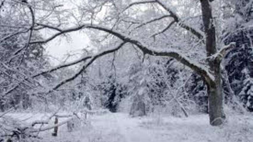 Морози до −24 і ожеледиця «до весни»: синоптик попередила українців про нову хвилю холоду