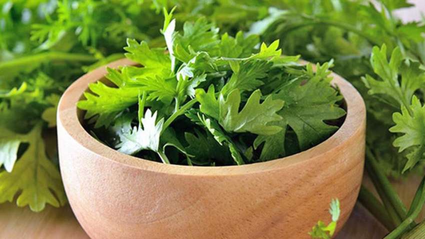 "Время есть кинзу": диетологи рассказали о полезных свойствах непопулярной зелени