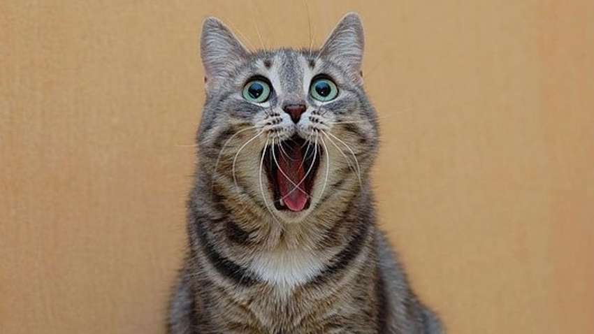 Сбой в матрице реальности: фото-подборка курьезных совпадений Сбой в матрице реальности: фото-подборка курьезных совпадений