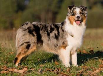 Кинологи назвали 10 самых умных пород собак Кинологи назвали 10 самых умных пород собак