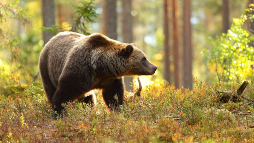 Трагічний інцидент з ведмедем у Румунії: депутати прийняли рішення