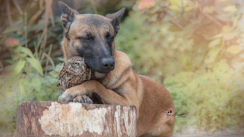 Двадцять неймовірно душевних фото собаки і совеня, яких пов'язує міцна дружба