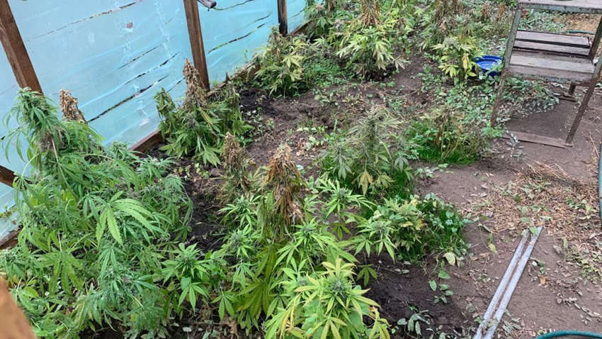 Одессит организовал наркоплантацию на заднем дворе: полиция все изьяла