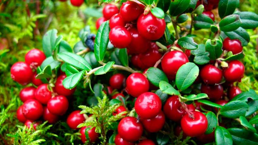 5 полезных продуктов, которые помогут сохранить молодость 5 полезных продуктов, которые помогут сохранить молодость