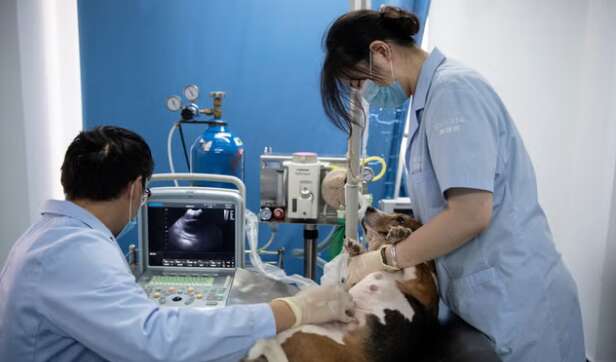 В одній із країн стрімко набирає обертів клонування померлих тварин: скільки це коштує