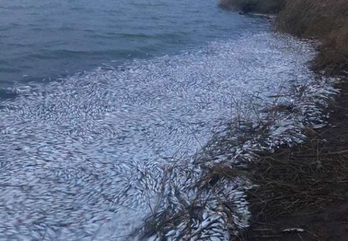 В Херсонской области погибло около двух миллионов рыб