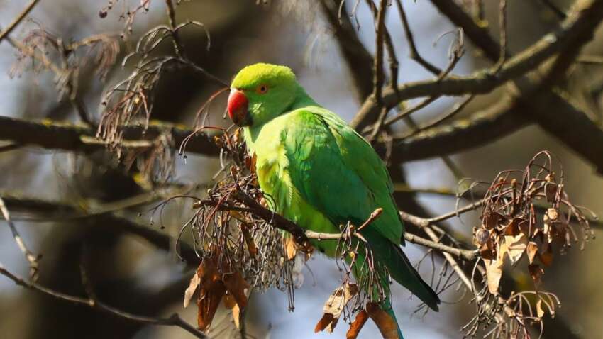 Сильные морозы им не страшны: экзотические попугаи выживают в Черновцах при -14°C Сильные морозы им не страшны: экзотические попугаи выживают в Черновцах при -14°C