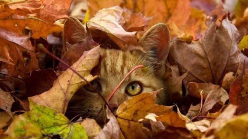 Прогноз погоди на сьогодні: чи варто чекати дощу