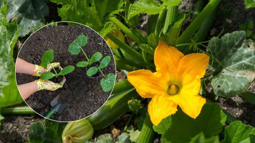 Урожай кабачков станет рекордным: этот фермерский лайфгак превзойдет все ожидания  