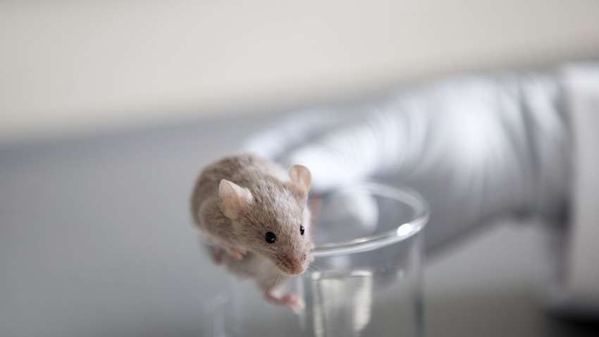 Вчені з'ясували, що спільного між мозком людини та миші