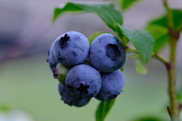 Яке церковне свято 9 липня: три ключові заборони цього дня