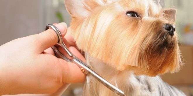 Чому не можна стригти собак і котів у спеку: пояснення кінологині Чому не можна стригти собак і котів у спеку: пояснення кінологині