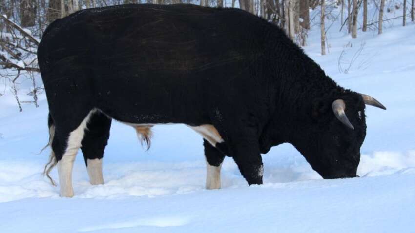 У Чорнобилі двох диких биків назвали Трамп та Сі: що з ними сталося взимку (ФОТО)