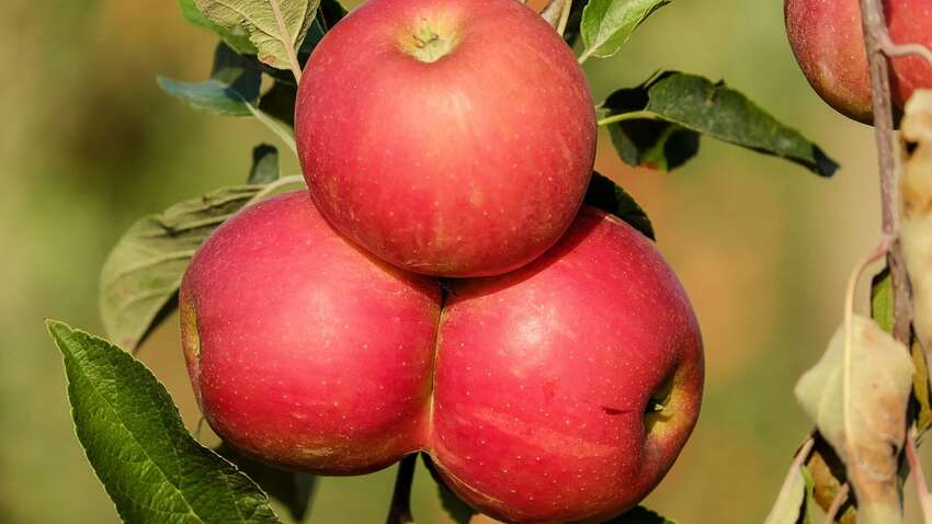Яблоки не так безопасны, как все считают: кому не следует употреблять фрукт Яблоки не так безопасны, как все считают: кому не следует употреблять фрукт