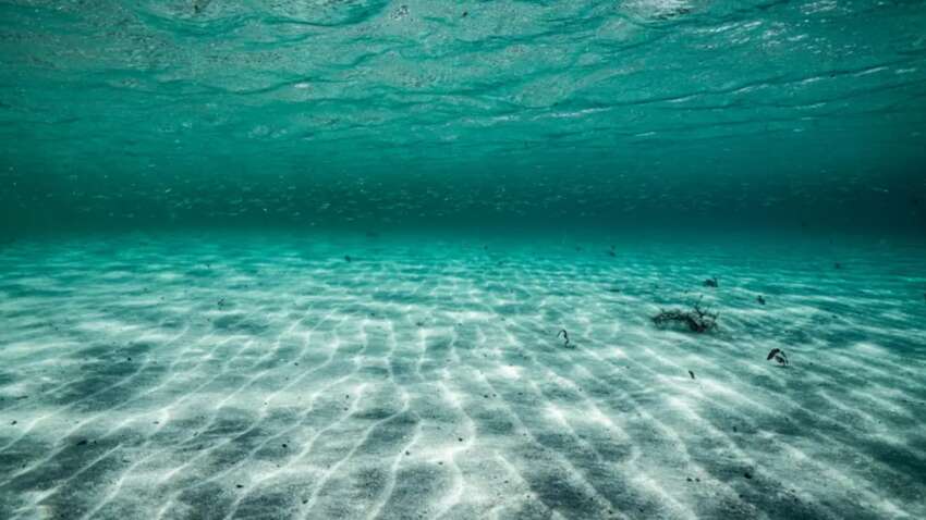 Ученые воскресили древний организм, пролежавший на морском дне 7000 лет