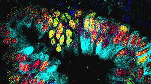 Рак: походження генетичних мутацій